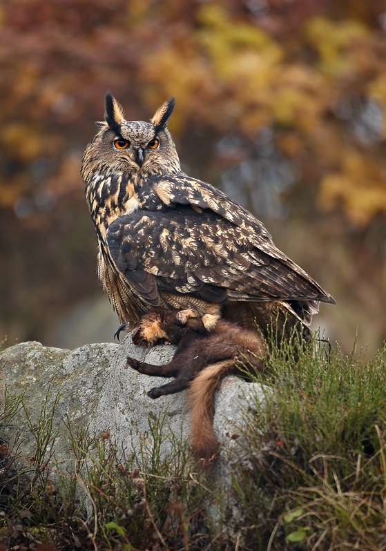 hibou.jpg